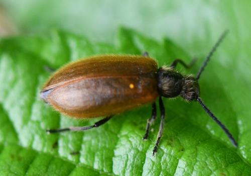 Lagria sp.